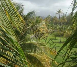 palm weaving