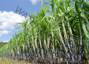 what is cane sugar