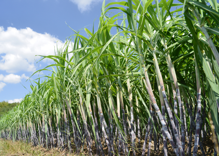 what is cane sugar