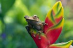 Animals in Puerto Rico