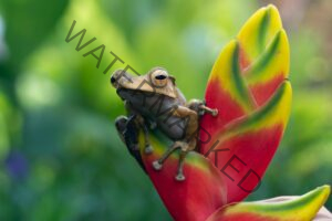 Animals in Puerto Rico