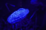 Bioluminescent Bays