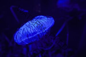 Bioluminescent Bays