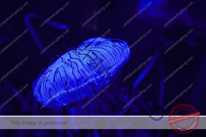 Bioluminescent Bays