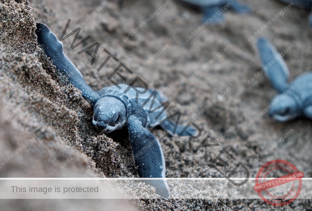 Sea Turtle Ecotourism Affect the Environment