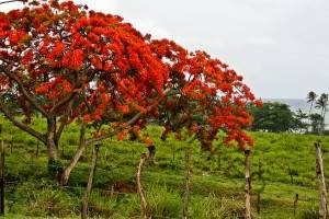 flamboyan tree
