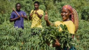 Plantation Economy in the Caribbean