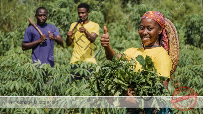 Plantation Economy in the Caribbean