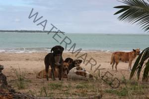 rescue Puerto Rico dogs