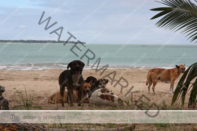 rescue Puerto Rico dogs