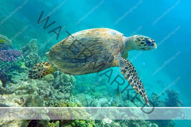sea turtles puerto rico