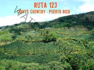 Coffee Tour Puerto Rico