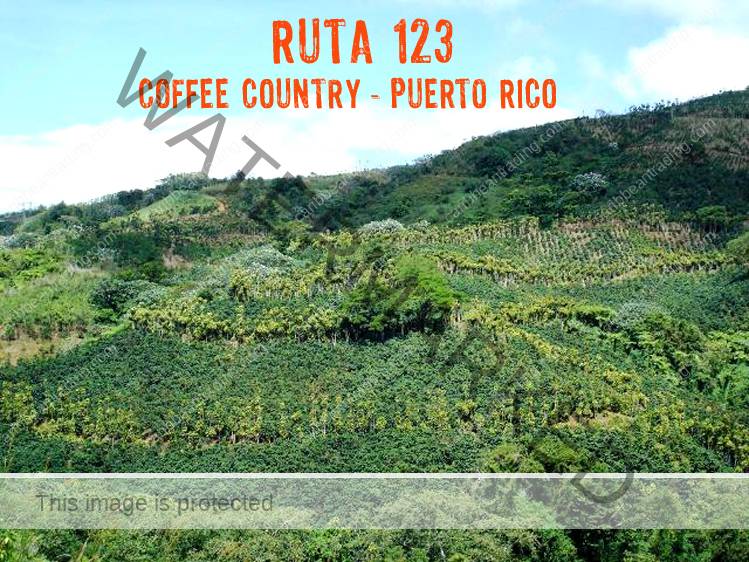 Coffee Tour Puerto Rico
